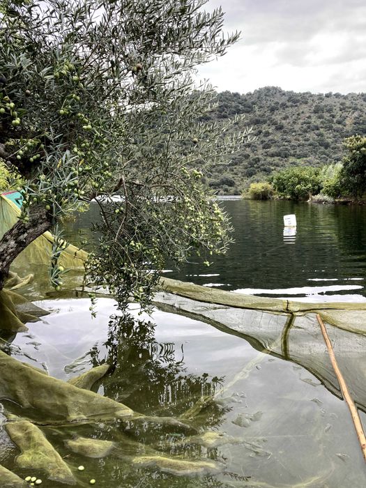 Azeite Biológico de Trás-os-Montes – Garrafão 5L | Produção Própria | Entrega na zona do Porto