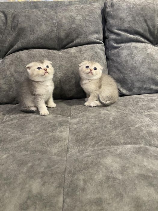 Шотландські котята