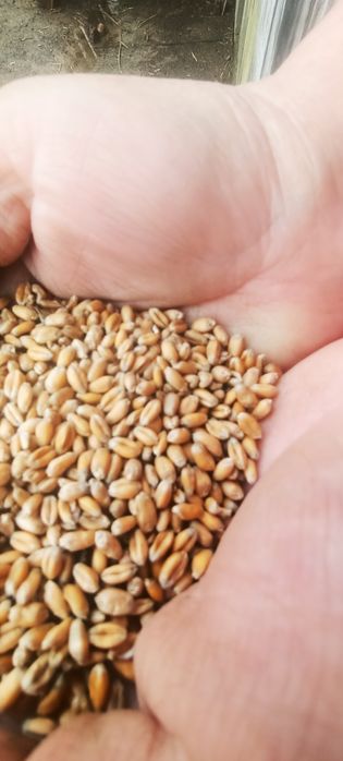 Pszenica ładna 2025