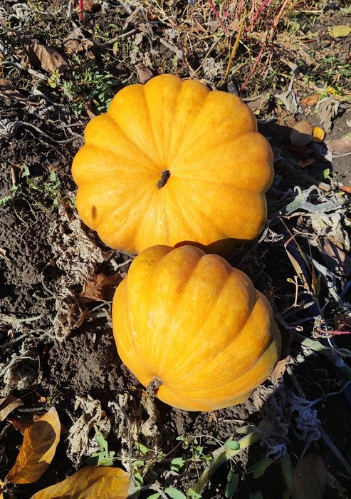 Гарбуз,кабак,тиква