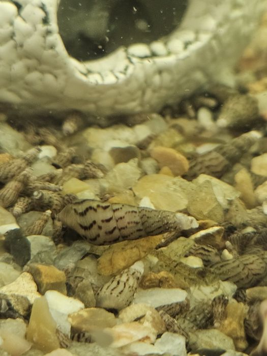 Sprzedam slimaki Świderki