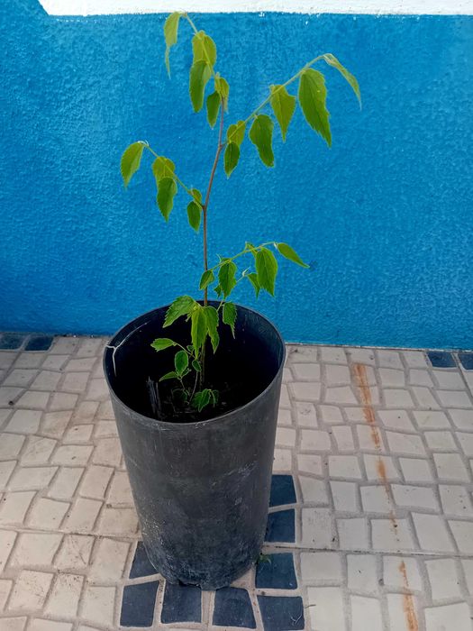 Arvore Lódão bastardo celtis Australis