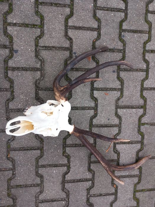 Myłkus, Poroże, Wieniec, Rogi, Jeleń