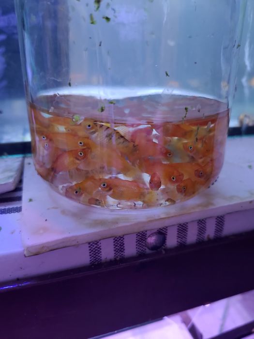 Żywy pokarm dla ryb 2/3 cm