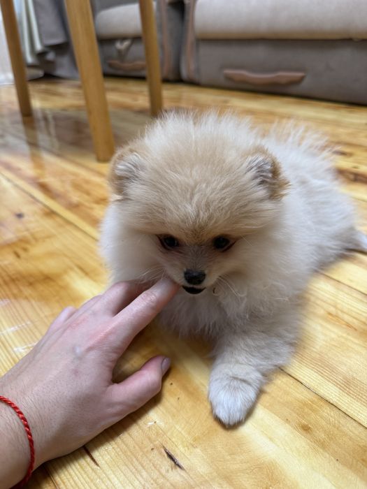 Померанчький шпіц тип мішка дівчинка