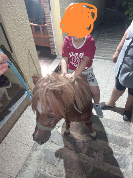 Ponei muito meiguinho habituado a crianças