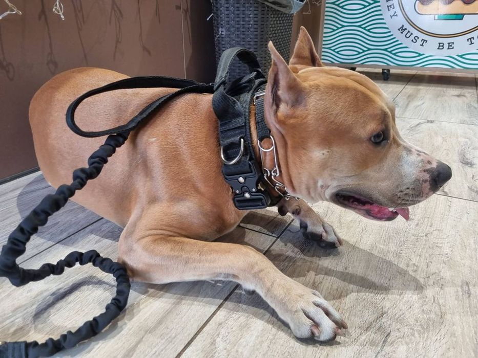 Ошейник, поводок тактический антирывок амортизатор для собак К9. Новый