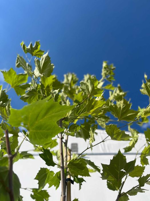 Platan klonolistny Platanus acerifolia - okazałe drzewa alejowe