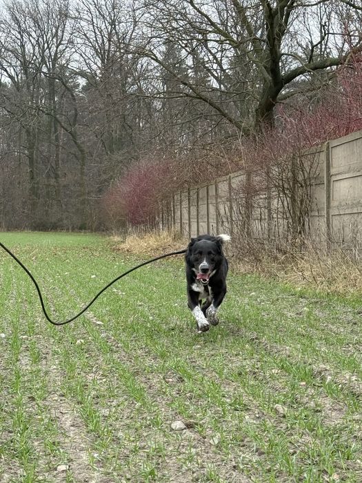 KORNEL do pilnej adopcji!