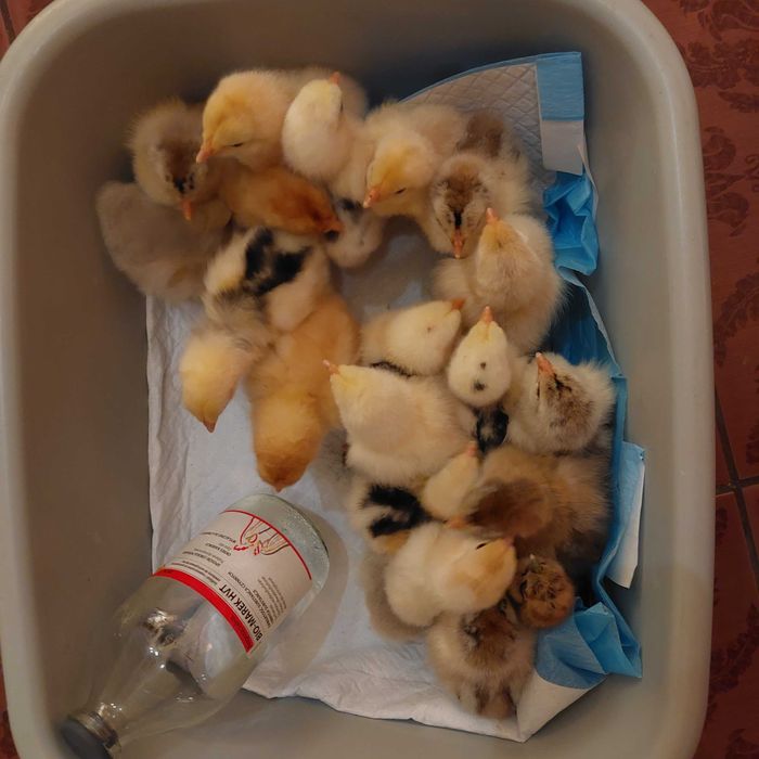 Brahma olbrzymia pisklęta kurczaki