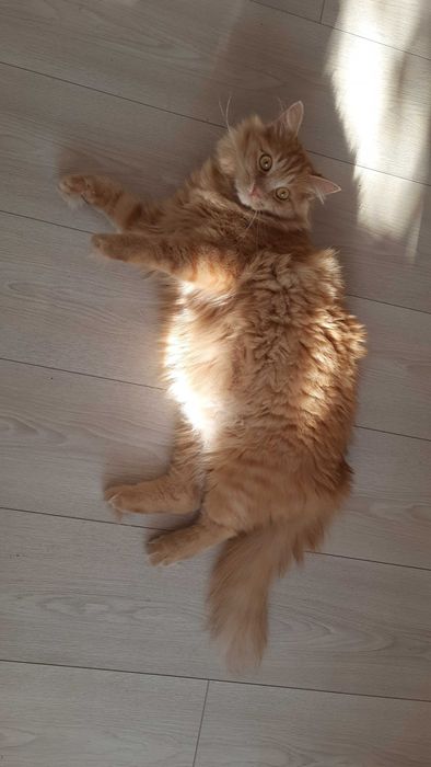 Котик у добрі руки