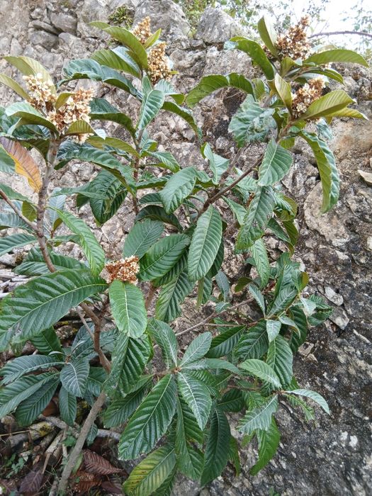 figueira e nespereira