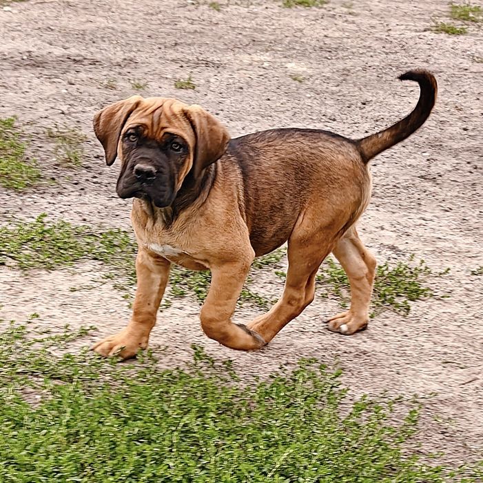 Cane Corso Italiano płowa suczka z nalotem
