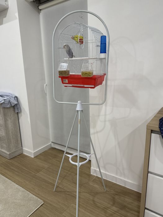 Gaiola passaros como nova