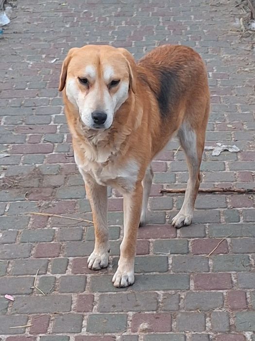 Гончак в добрі руки