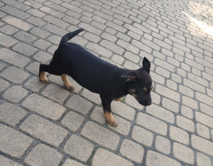 Oddam za darmo pieski