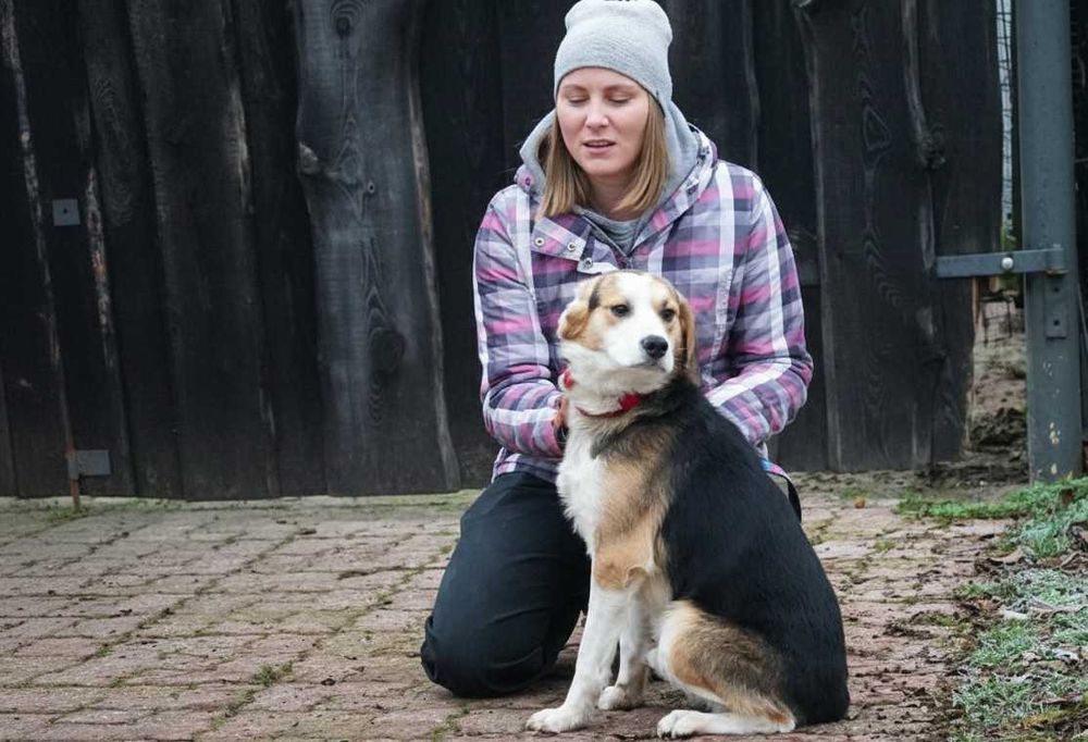 GUMIŚ - śliczny psiak szuka w domu, w typie beagle.