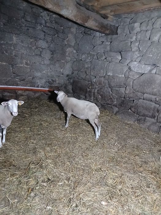 Ovelha fêmea Laucane Pura