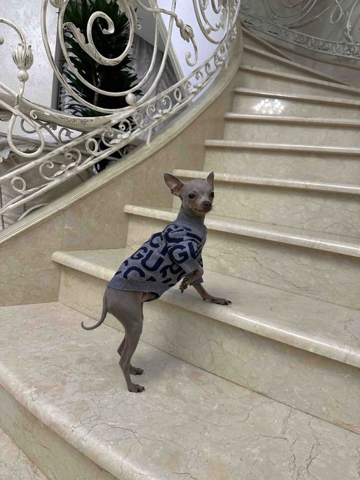 Вязка той терьер