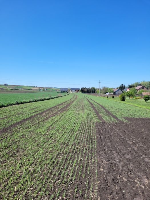 Działki budowlane Proszowice