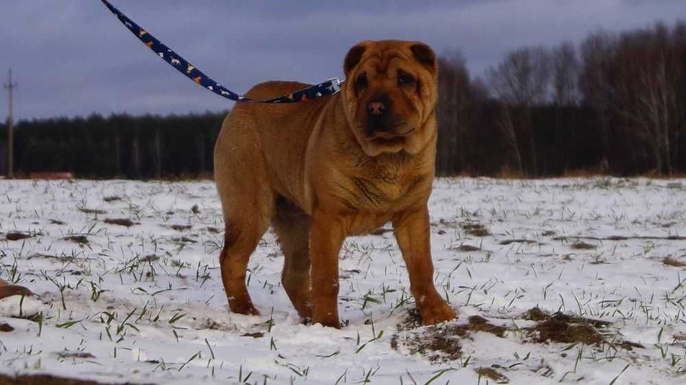 Szczeniak Shar pei z rodowodem. Samiec Eter z rodowodem,  4 miesiące
