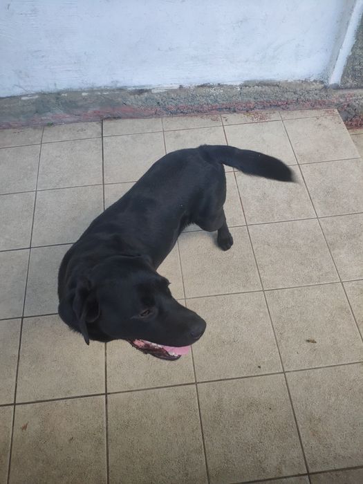 Вязка, лабрадор ретривер