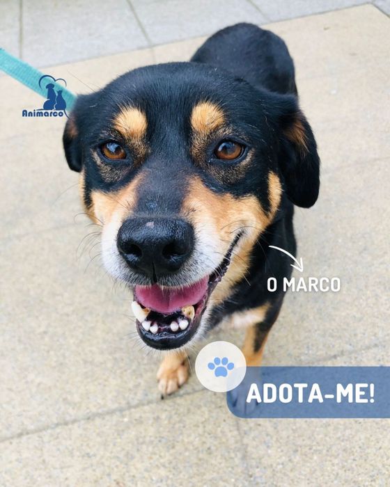 Marco cão de porte medio grande