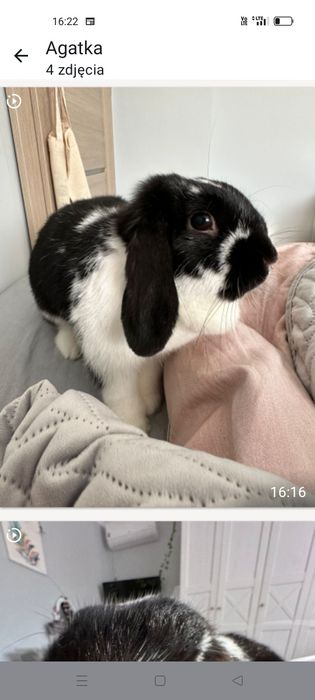 Królik baranek samiczka