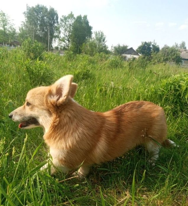 Коргі вельш цуценя