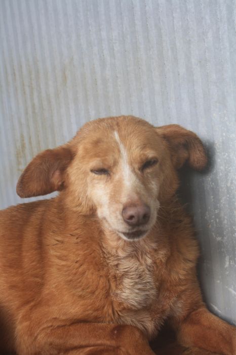 Sol - podengo porte medio