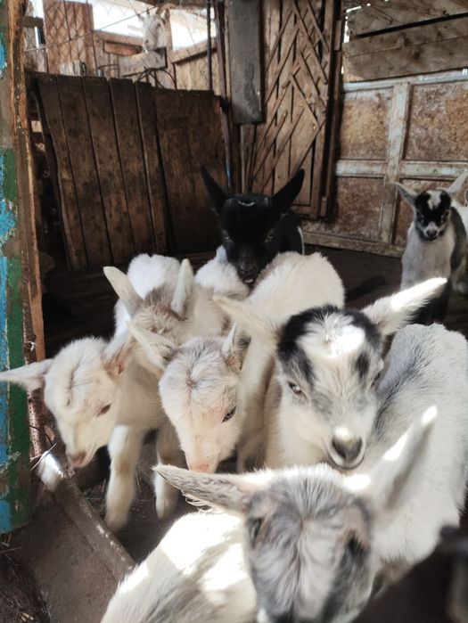 Кози, козенята, козочки, козли
