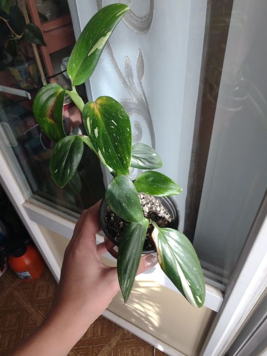 ФИЛОДЕНДРОНЫ разные сорта