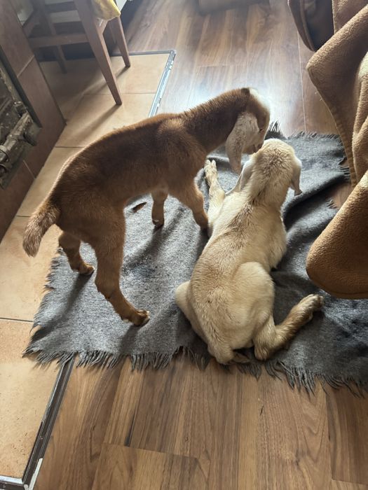 Продам. Нубійский козел.