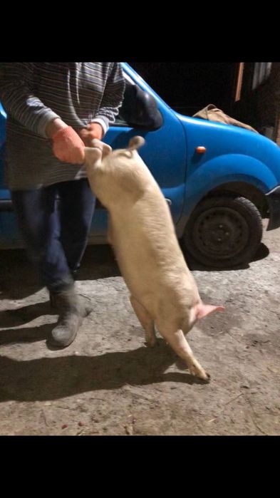 Поросята домашні