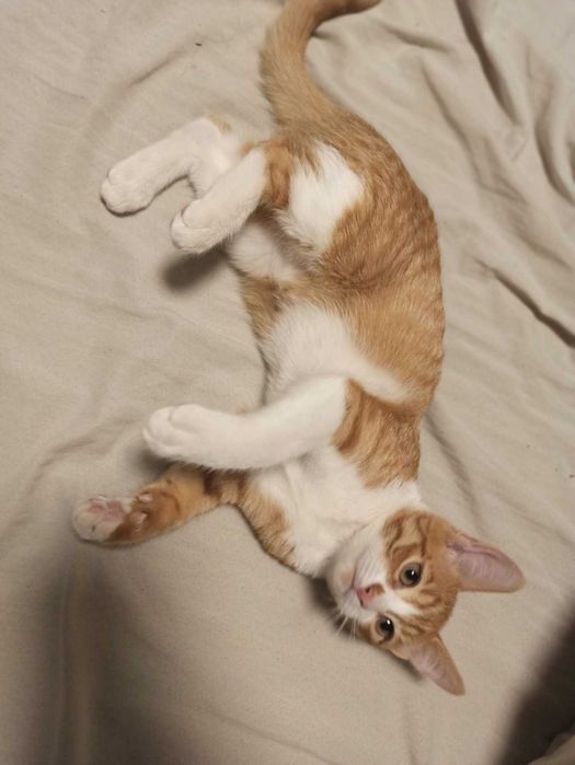 Котята, маленькие солнышки