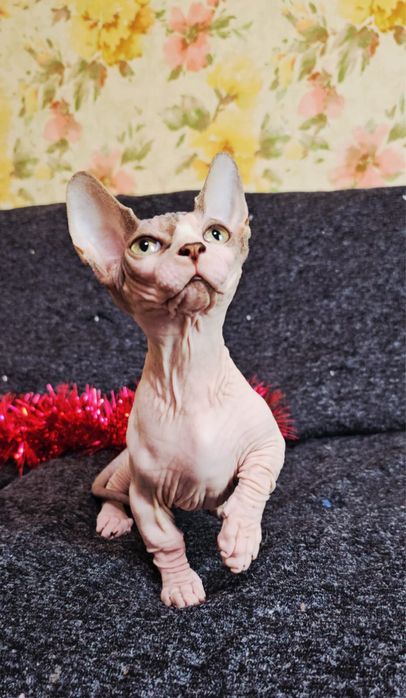 Бамбіно кошенята