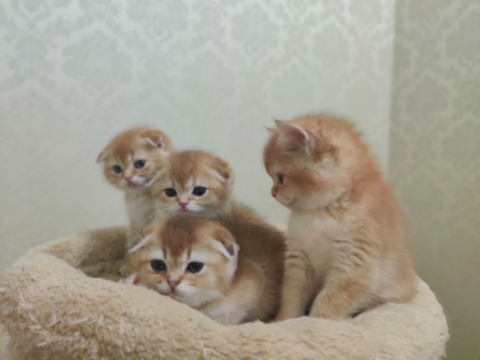 Шотландские котята золотая шиншилла.