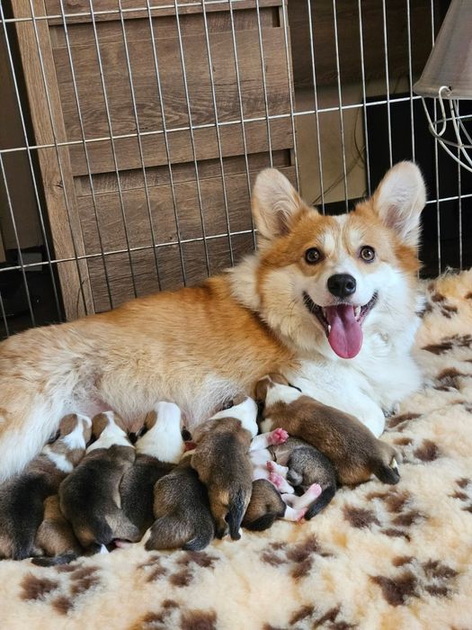 Welsh Corgi Pembroke FCI