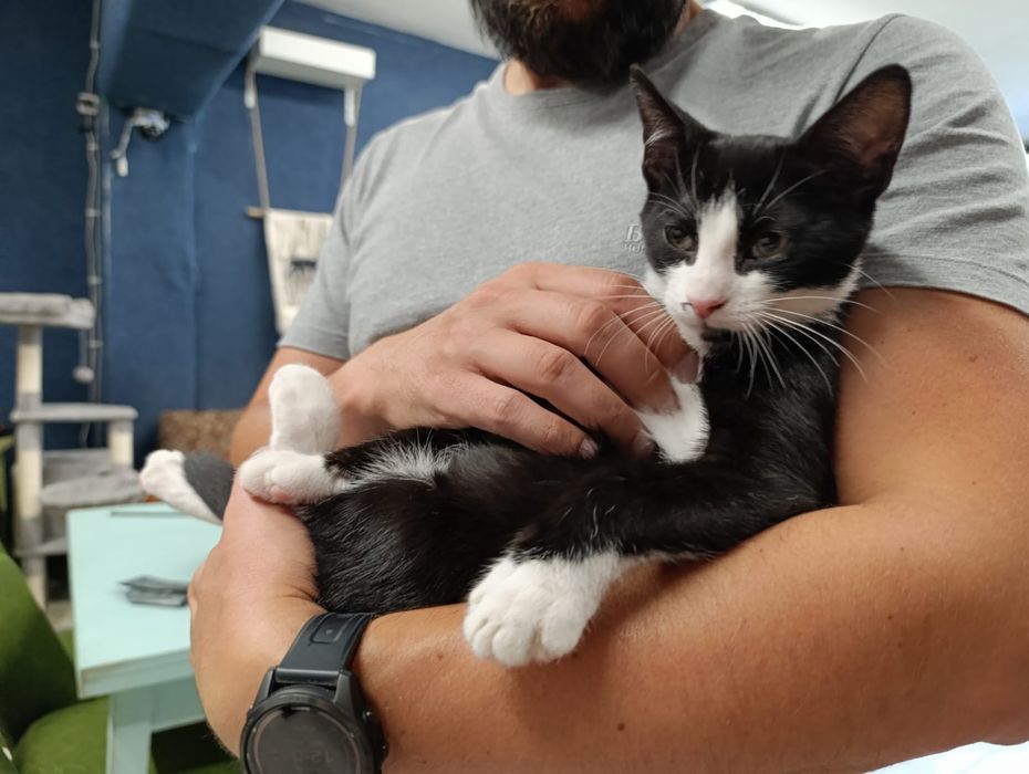 Kto pokochać Krówka ? adopcja Rybnik