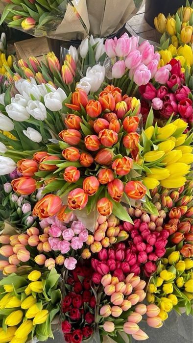 Тюльпан ОПТ до 14 лютого