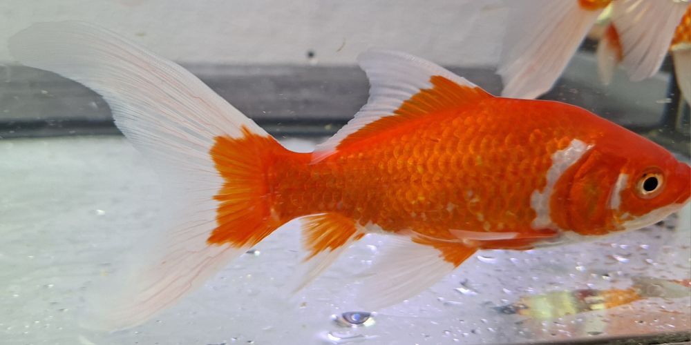 Cometas Goldfish Sarasa XL Para Lago ou Aquário grande