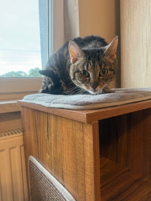 Urocza kotka szuka domu