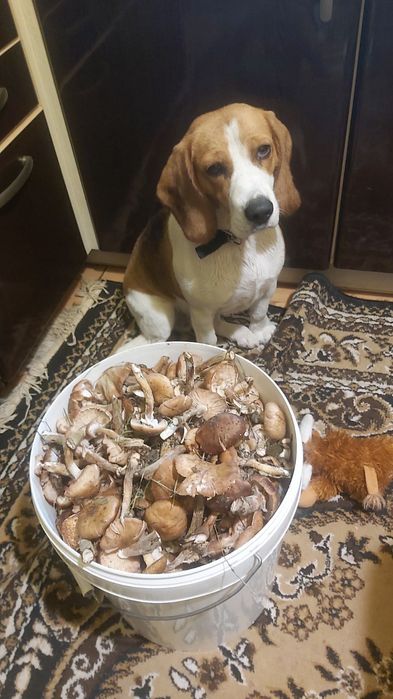 Бигль ищет жениха