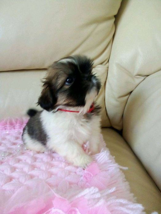 Shih-tzu szczeniak aktualne