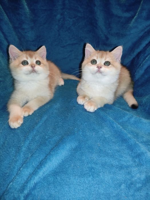 По літній ціні пропонується діточки британці золотої шиншили