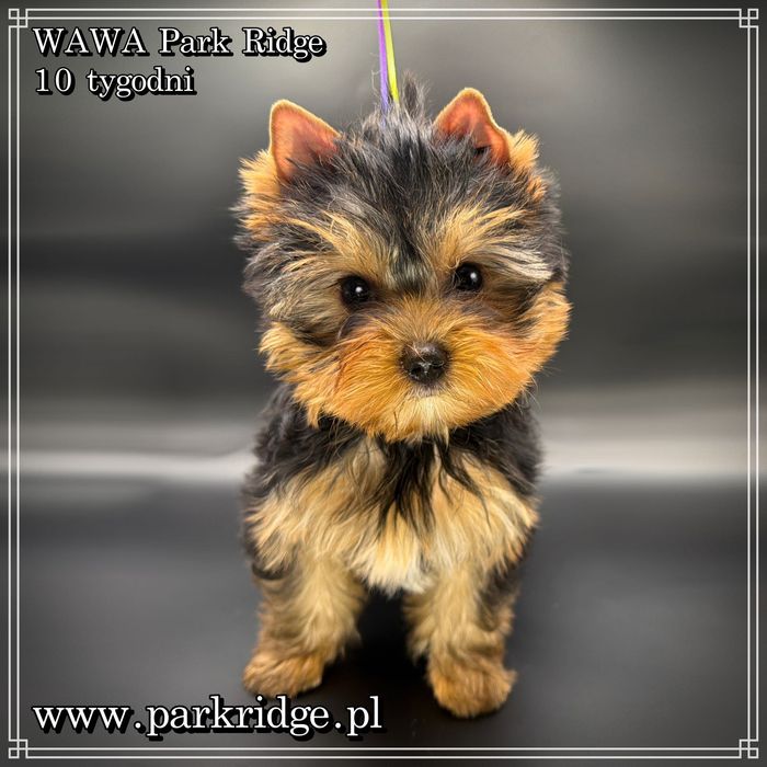 york suczka rodowód ZKwP/FCI 2,5-3 kg yorkshire terrier
