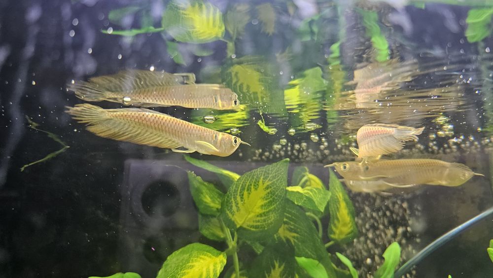Arowana silver 15cm
