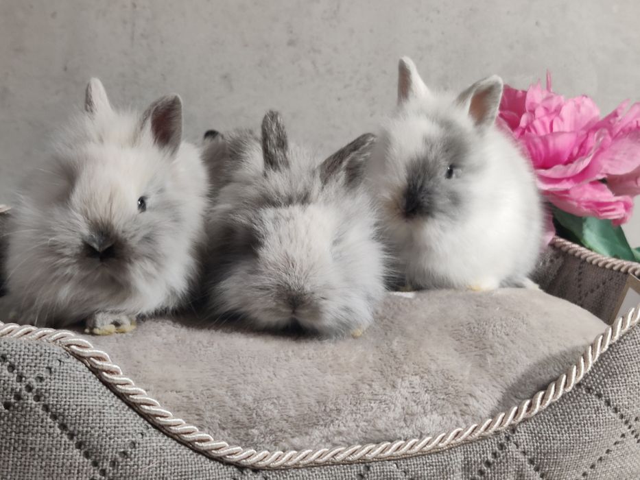 Króliczki Teddy Mini lop Lwie biało szare samiczka i samczyk