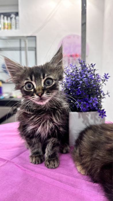 Отдам котят в хорошие руки ! 1,5-2меяца