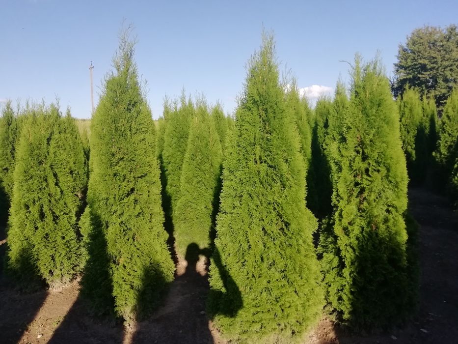 Туя smaragd смарагд
